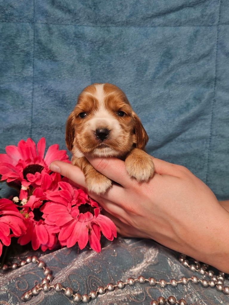 Du Royaume Des Quatre Pattes - Chiots disponibles - Cocker Spaniel Anglais