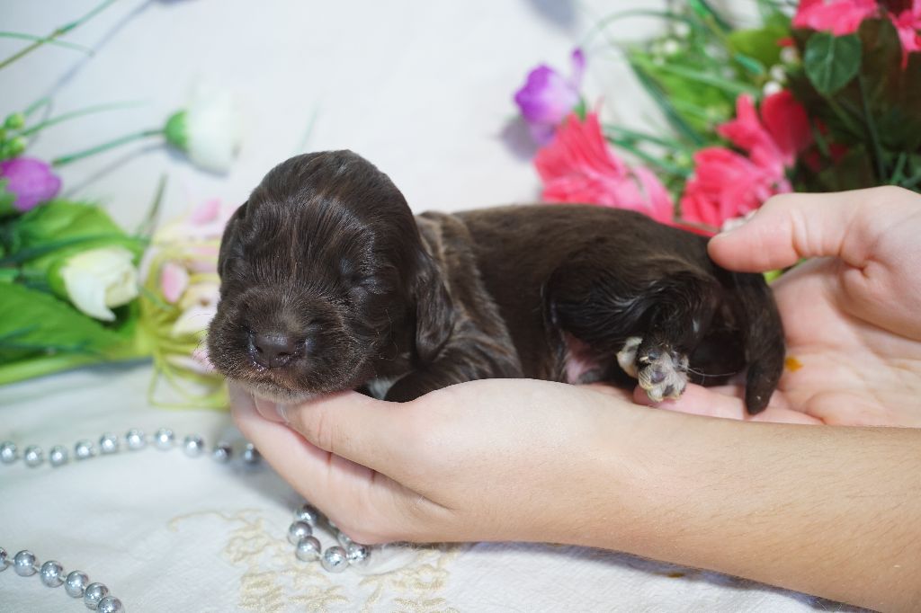 Du Royaume Des Quatre Pattes - Chiots disponibles - Cocker Spaniel Anglais