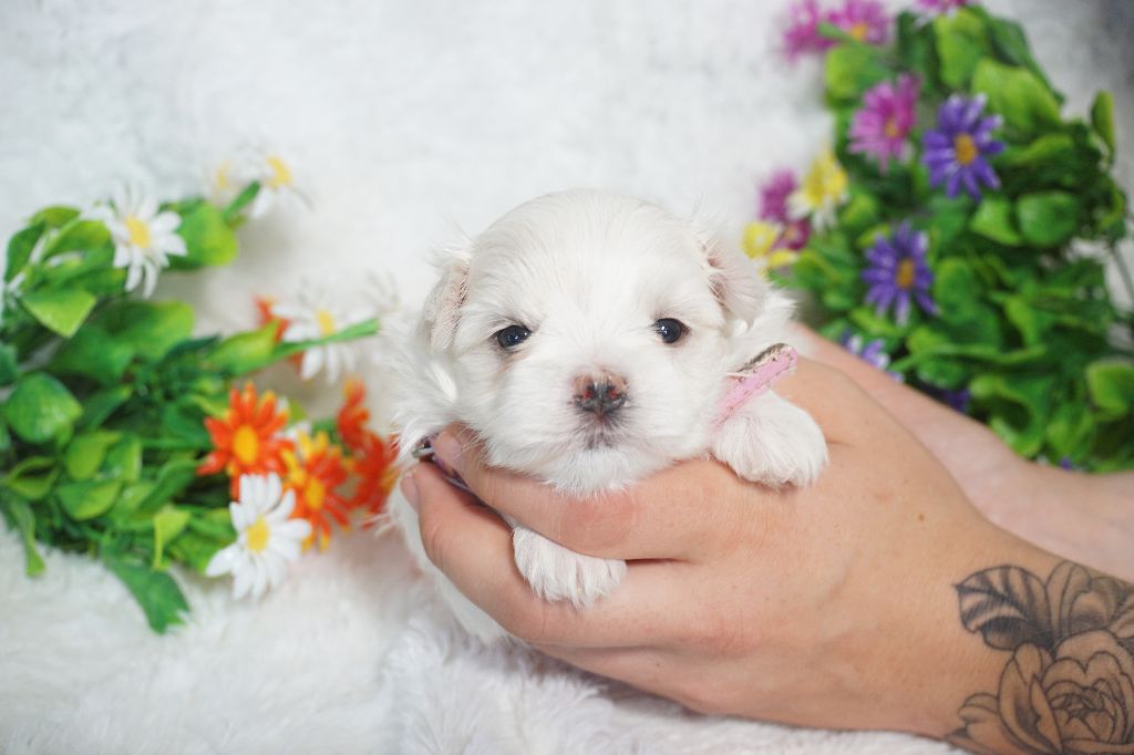 Du Royaume Des Quatre Pattes - Chiots disponibles - Bichon maltais