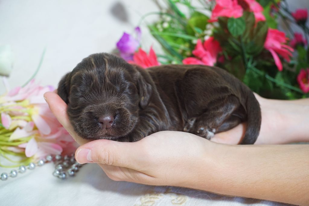 Du Royaume Des Quatre Pattes - Chiots disponibles - Cocker Spaniel Anglais