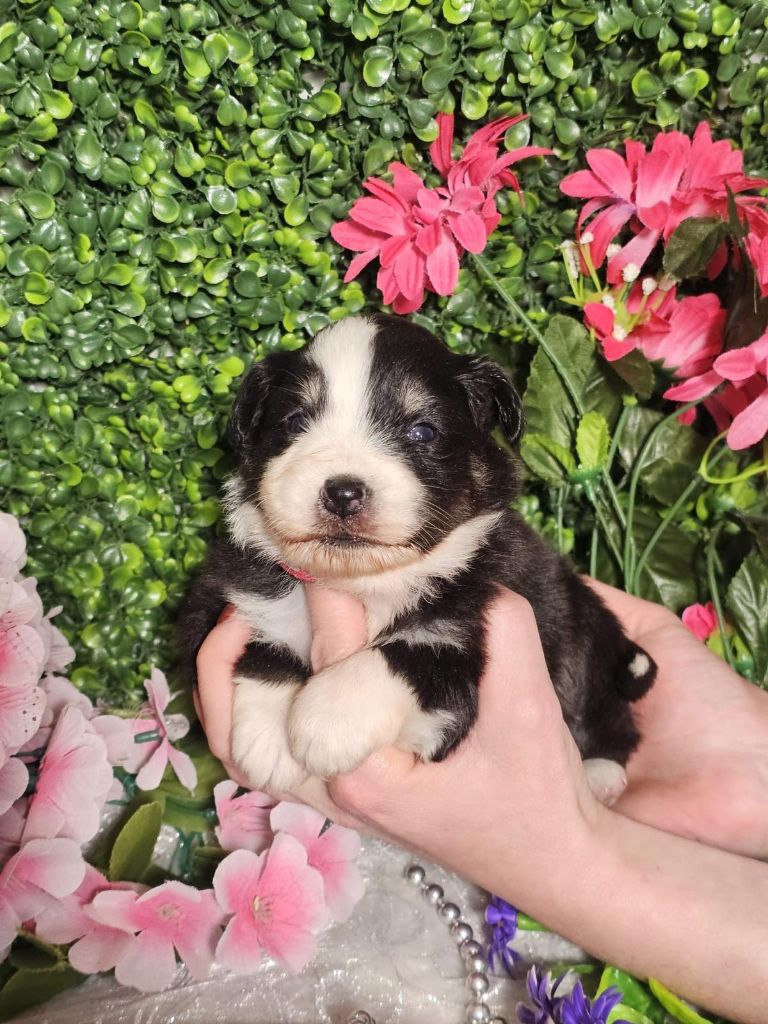 Du Royaume Des Quatre Pattes - Chiots disponibles - Berger Américain Miniature 