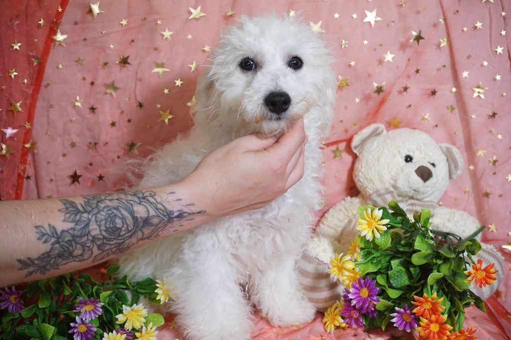 Du Royaume Des Quatre Pattes - Chiots disponibles - Bichon Frise