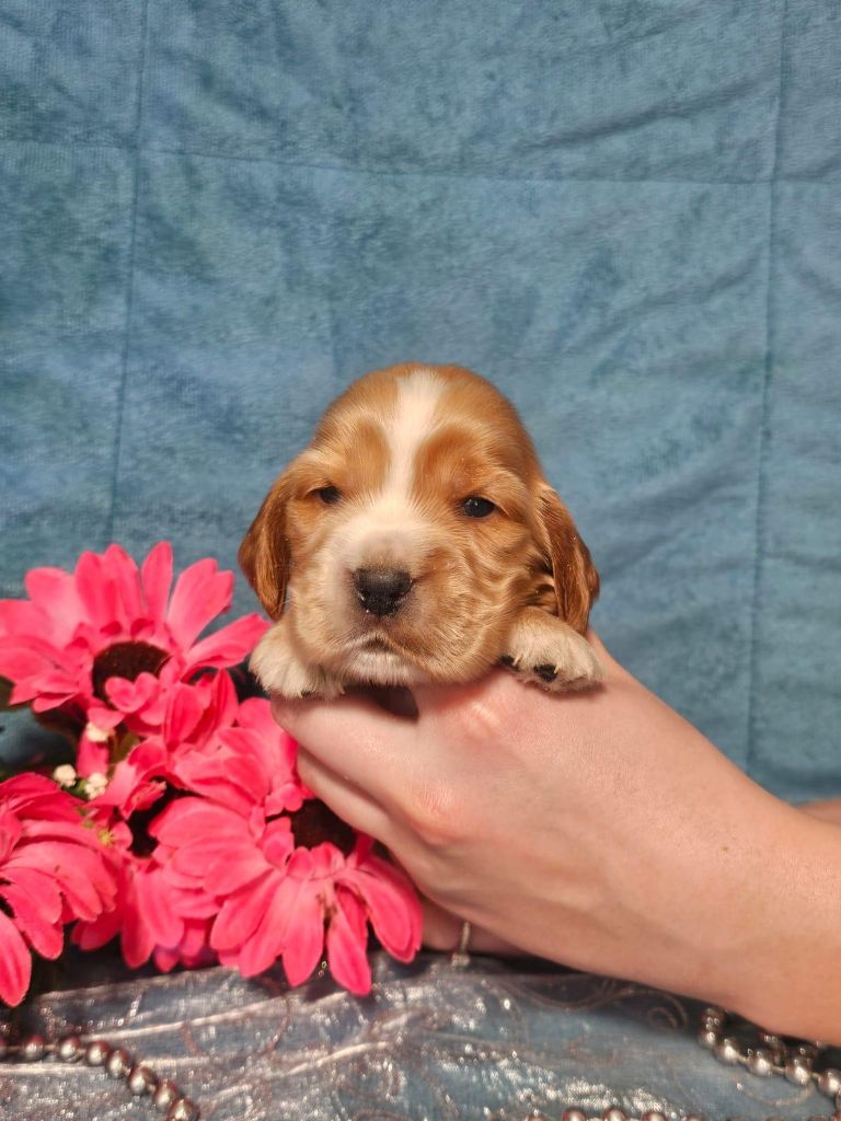 Du Royaume Des Quatre Pattes - Chiots disponibles - Cocker Spaniel Anglais