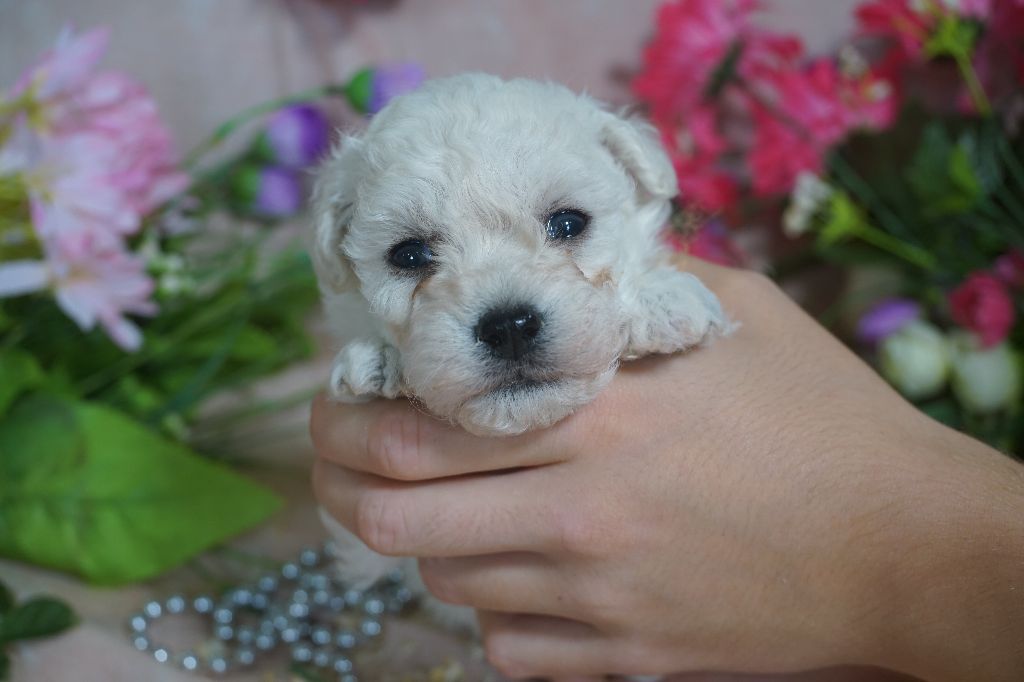 Du Royaume Des Quatre Pattes - Chiots disponibles - Bichon Frise