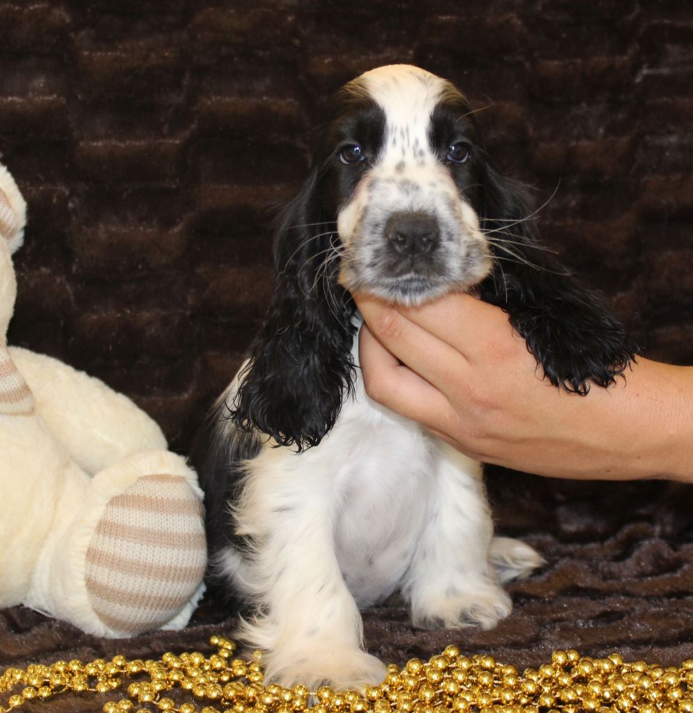 Chiot Cocker Spaniel Anglais Du Royaume Des Quatre Pattes