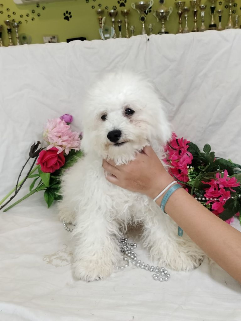 Du Royaume Des Quatre Pattes - Chiots disponibles - Bichon Frise