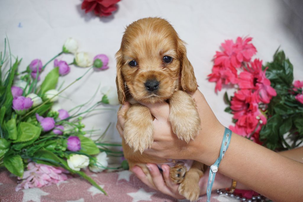Du Royaume Des Quatre Pattes - Chiots disponibles - Cocker Spaniel Anglais