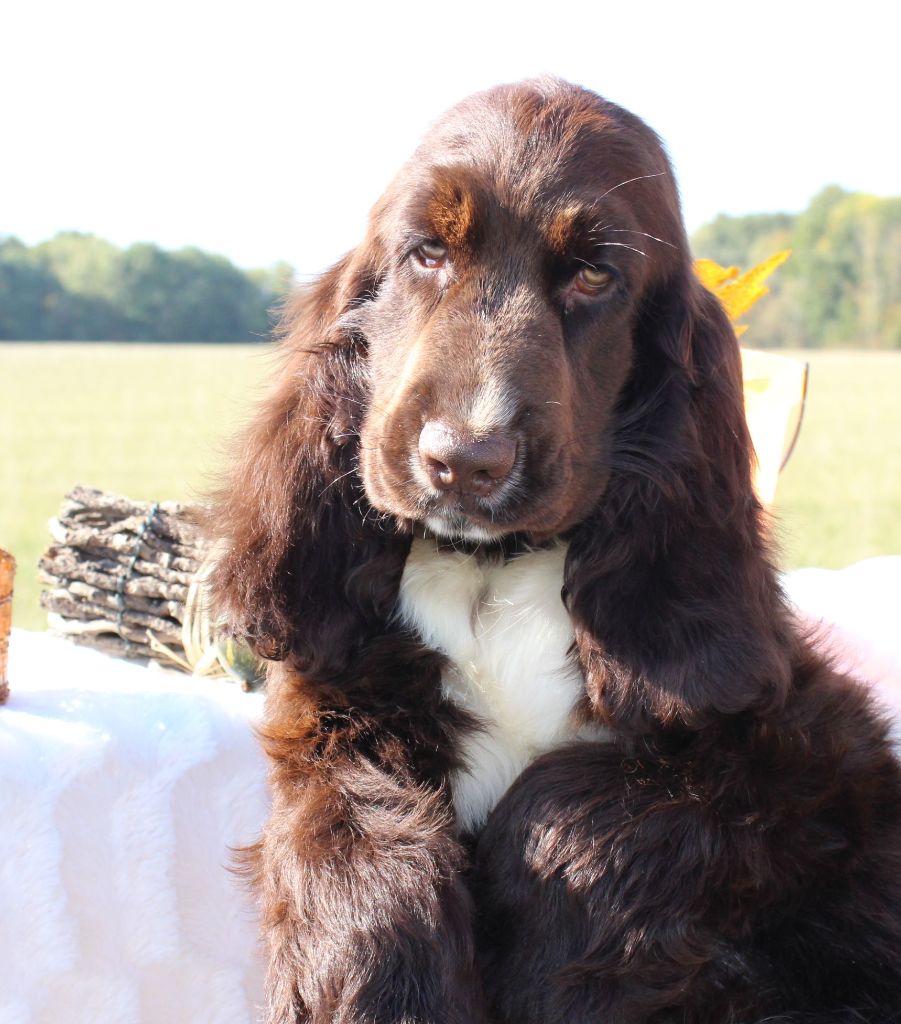 Chiot Cocker Spaniel Anglais Du Royaume Des Quatre Pattes
