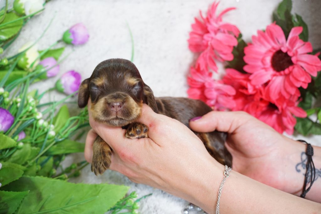 Du Royaume Des Quatre Pattes - Chiots disponibles - Cocker Spaniel Anglais