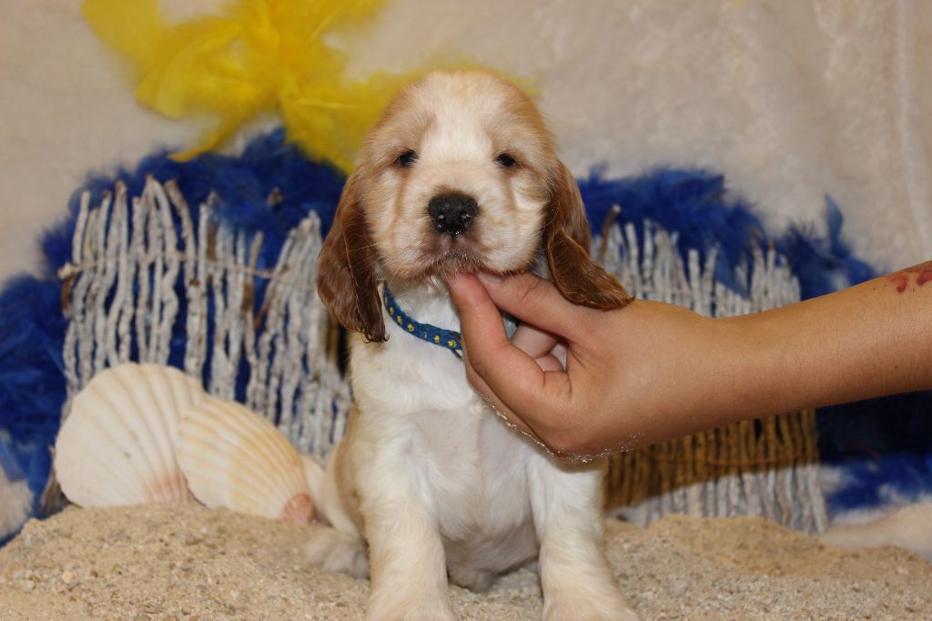 Chiot Cocker Spaniel Anglais Du Royaume Des Quatre Pattes
