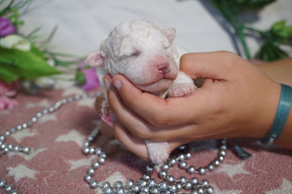 Du Royaume Des Quatre Pattes - Chiots disponibles - Bichon Frise