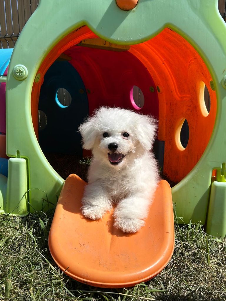 Du Royaume Des Quatre Pattes - Chiots disponibles - Bichon Frise
