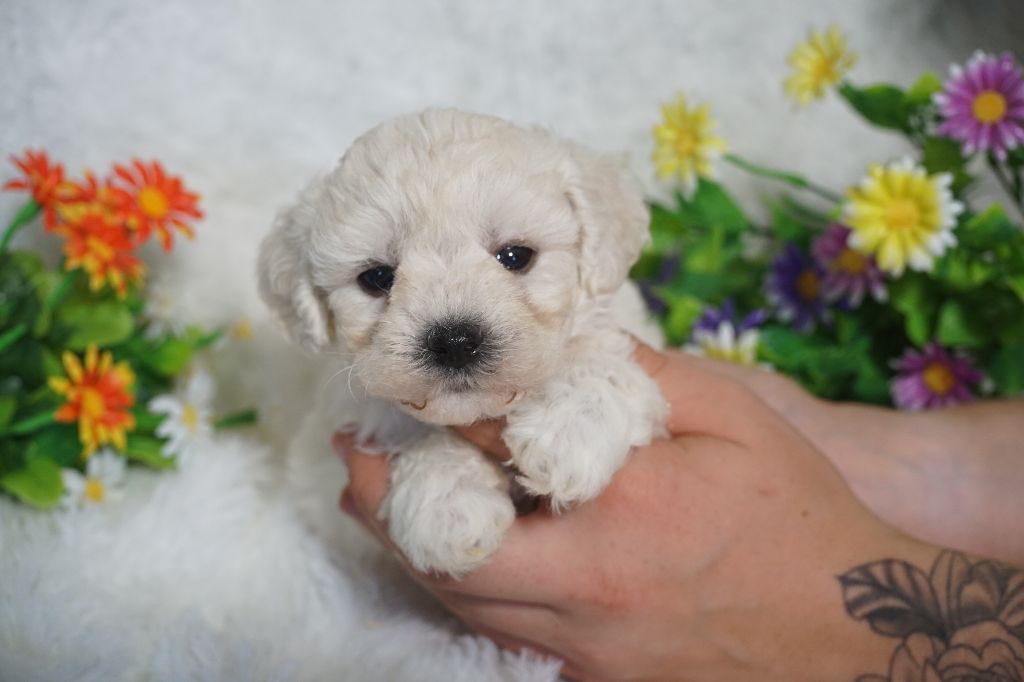 Du Royaume Des Quatre Pattes - Chiots disponibles - Bichon Frise