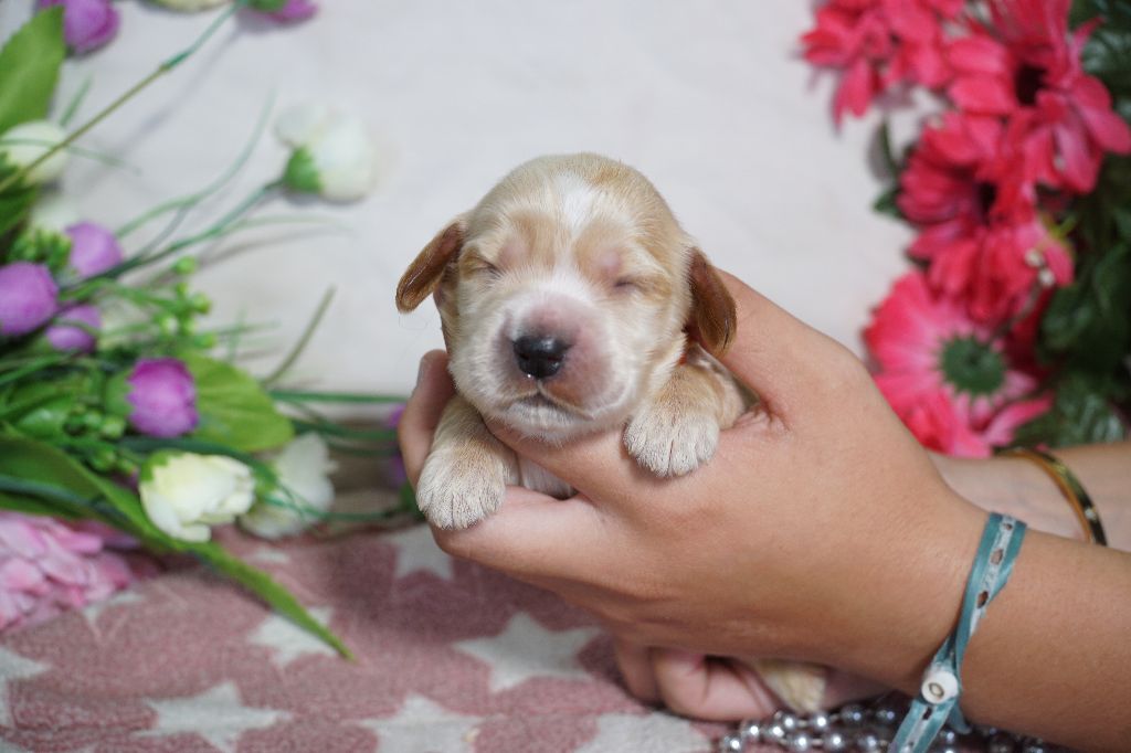 Du Royaume Des Quatre Pattes - Chiots disponibles - Cocker Spaniel Anglais