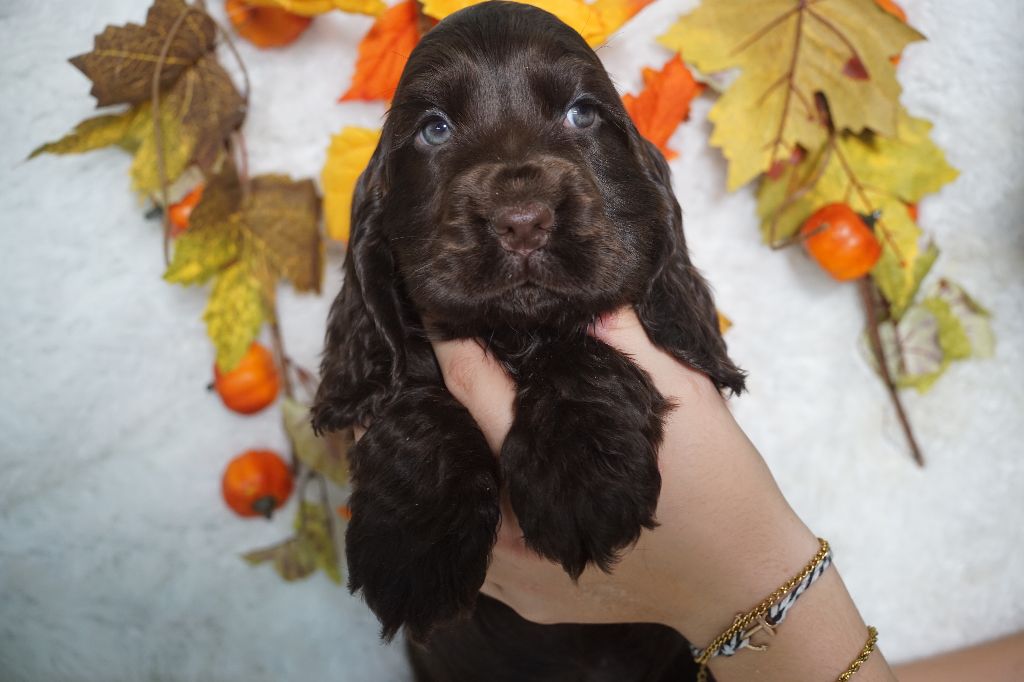 Chiot Cocker Spaniel Anglais Du Royaume Des Quatre Pattes