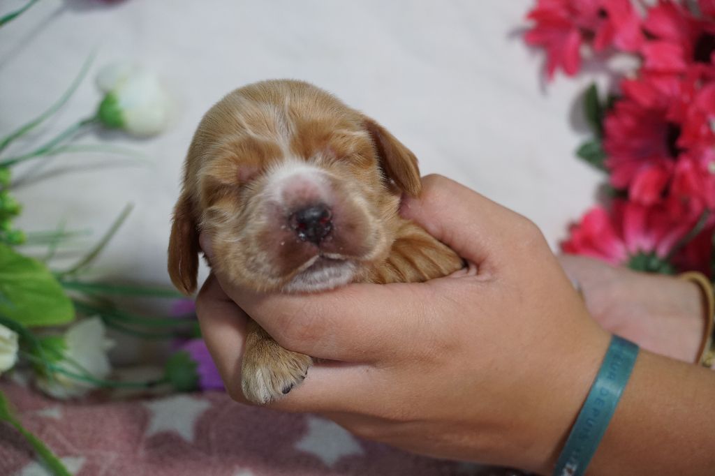 Du Royaume Des Quatre Pattes - Chiots disponibles - Cocker Spaniel Anglais