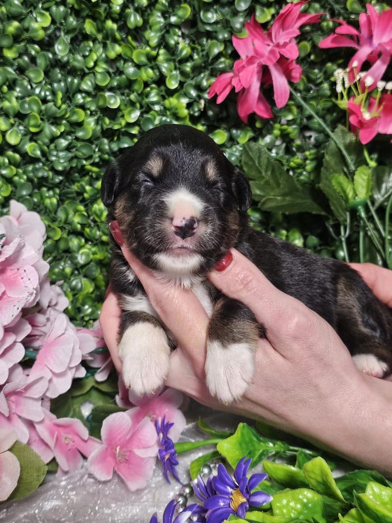 Du Royaume Des Quatre Pattes - Chiots disponibles - Berger Américain Miniature 