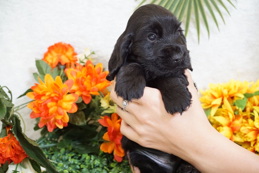 Du Royaume Des Quatre Pattes - Chiots disponibles - Cocker Spaniel Anglais