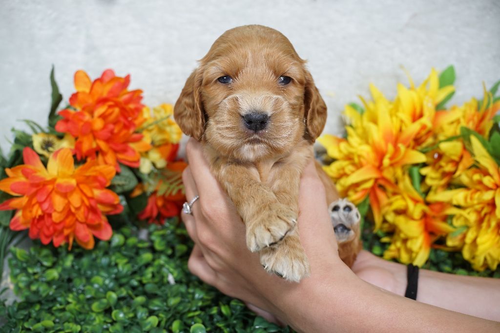 Du Royaume Des Quatre Pattes - Chiots disponibles - Cocker Spaniel Anglais