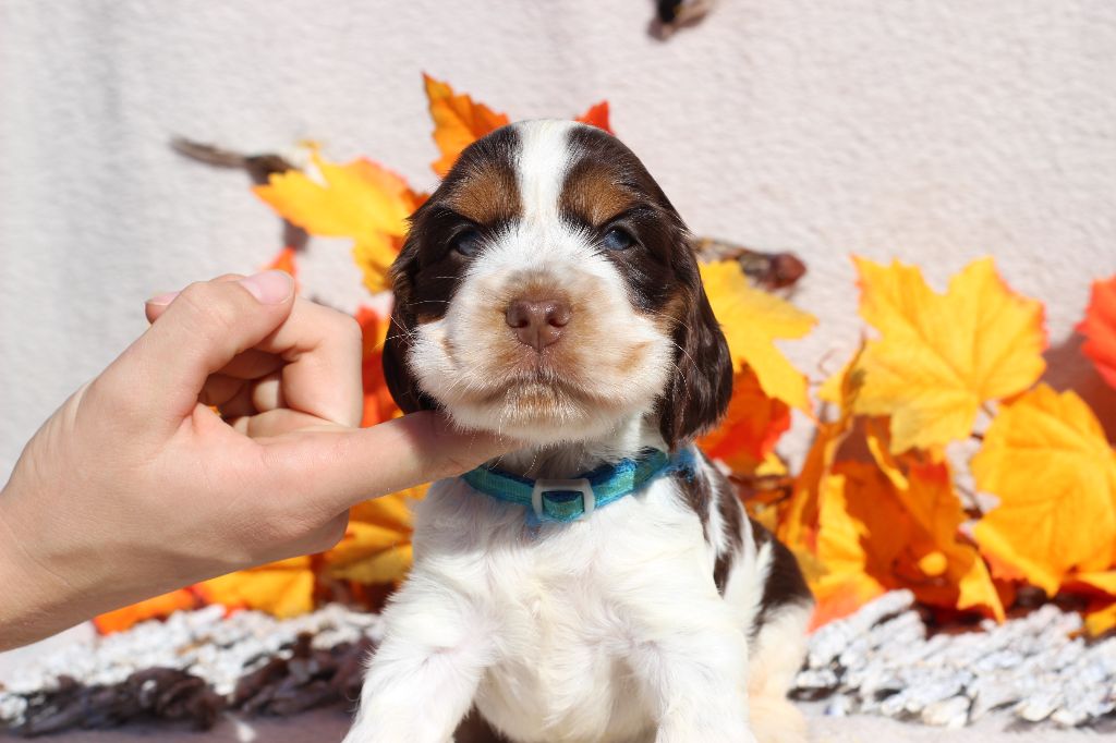 Chiot Cocker Spaniel Anglais Du Royaume Des Quatre Pattes