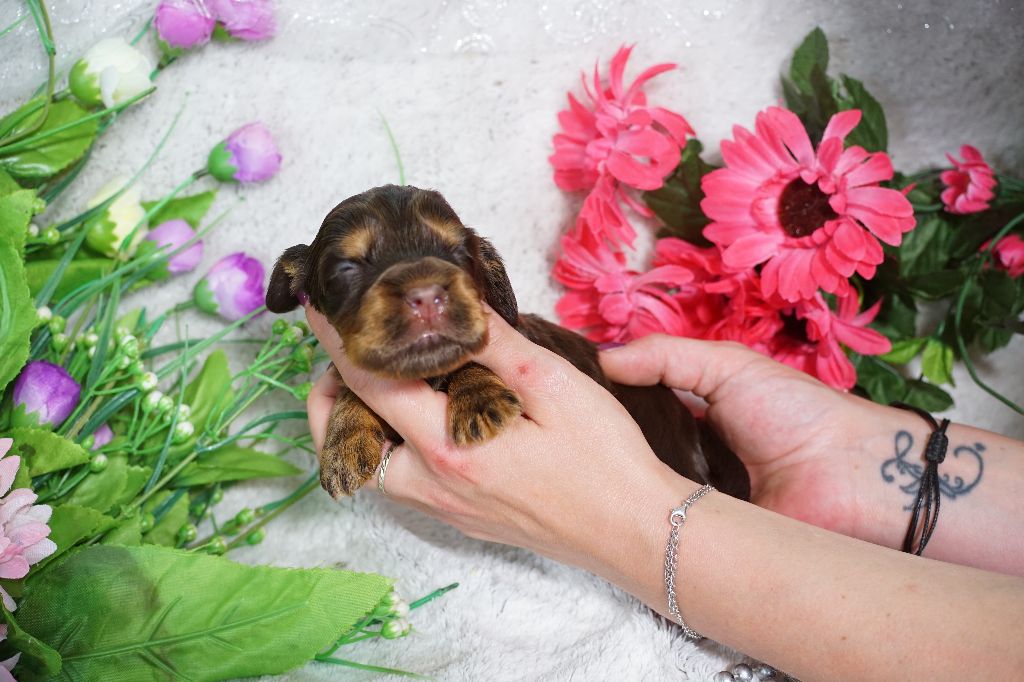 Du Royaume Des Quatre Pattes - Chiots disponibles - Cocker Spaniel Anglais