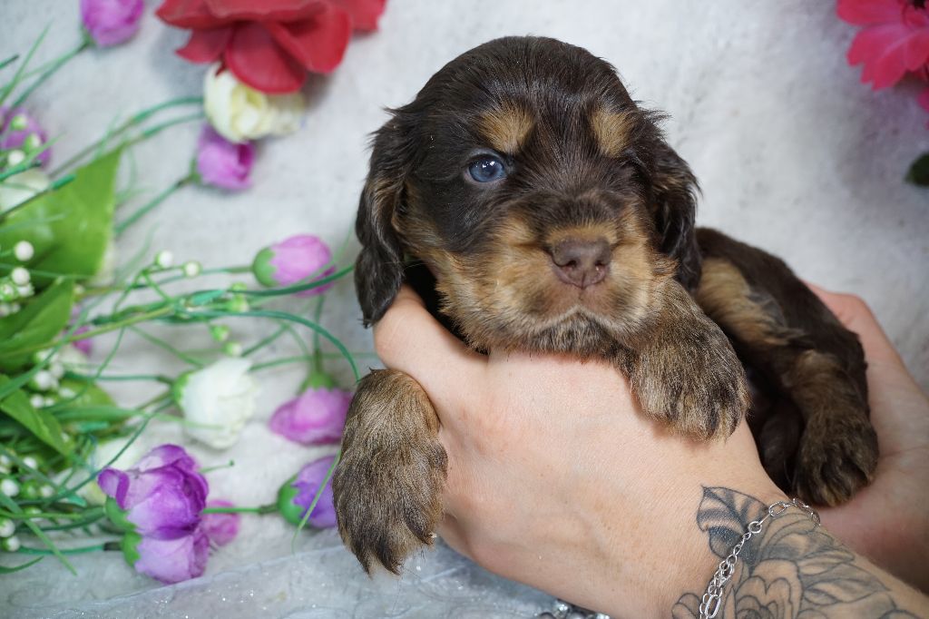 Du Royaume Des Quatre Pattes - Chiots disponibles - Cocker Spaniel Anglais