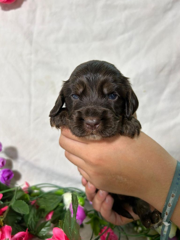 Du Royaume Des Quatre Pattes - Chiots disponibles - Cocker Spaniel Anglais